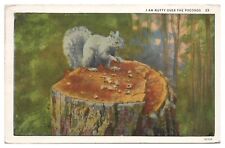 Vintage I Am Nutty Over The Poconos PA Squirrel Postcard c1935 White Border picture