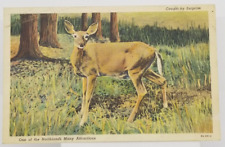 1939 Young Doe Deer CAUGHT BY SURPRISE Photo Vintage Postcard picture