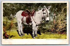Detroit Pub~Animal~Stripes The Donkey W/ Saddle~Copyright 1901~Vintage Postcard picture