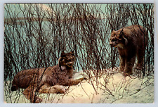 Vintage Postcard Denver Museum Natural History  Colorado 1976 picture