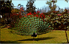 Vintage 1970's Strutting Peacock Los Angeles Arboretum Arcadia CA Postcard  picture
