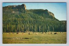Yellowstone National Park, Elk Herd, Vintage Souvenir Postcard picture