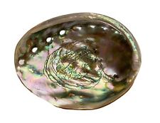 Polished Red Abalone Shell 8 inches Long picture