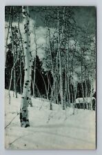 Payette Lakes ID-Idaho, Scenic Winter Aspens, Vintage Postcard picture