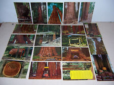 1950s-60s VTG REDWOOD TREES CA. UNUSED PHOTO POSTCARD LOT of 20 DIFF. picture