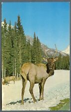 Canadian Elk in the mountains ~ postcard c 1960s 1970s picture