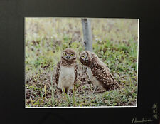 photograph of two adorable burrowing owls picture