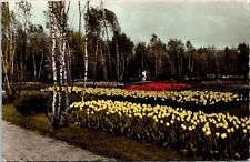 Scenic Flower Gardens Pathway Foliage Blooming Forest DB Postcard picture