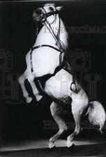1976 Press Photo A Lipizzan Stallion doing a Courbette - spa22137 picture