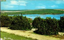 Postcard FL Orange Groves, Blue Water Lake - Dated 1959  -  Florida picture