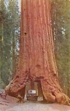 CA, California CAR~DRIVE THROUGH TREE~Wawona Big Trees YOSEMITE c1950's Postcard picture