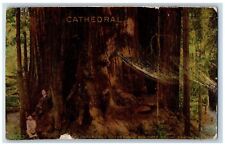 Santa Cruz California CA Postcard Ingersoll Cathedral Big Tree Grove Scene 1911 picture