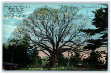 1929 Over 300 Years Old Oak Tree Salem New Jersey NJ Vintage Posted Postcard picture