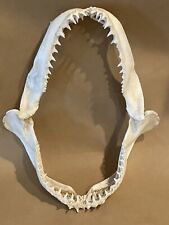 Estate Sale Shark Jaw 11” See Pictures picture