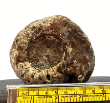 Extreme Rare 769Gr Whole Calcite Permian Ammonite Fossil Rough Mollusca picture