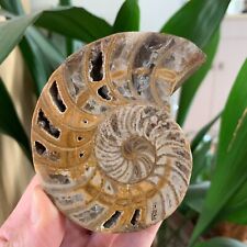227g Natural Rare Ammonite Fossil Conch Quartz Crystal Specimen Reiki Healing picture