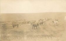 c1907 RPPC Cows Beef Cattle on Stimpson Ranch Unknown US Location picture