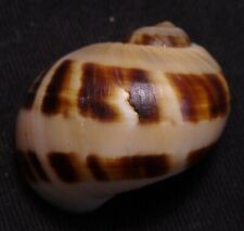 edspal shells - Naticarius sertatus 22.7mm F++/F+++ awesome sea shell picture