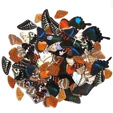 colorful 100 pcs REAL insect BUTTERFLY wing material  DIY artwork jewelry #S51 picture