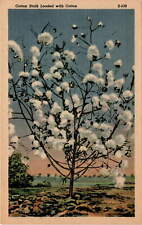 cotton stalk, cotton picking scenes, Curteich-Chicago, C.T. Art-Colort Postcard picture
