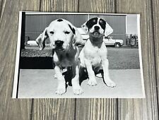 Vintage February 1985 2 Dog Puppies Outside Photograph 10” x 7” picture