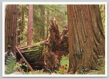 Redcrest California, Virgin Redwood Forest, Vintage Postcard picture