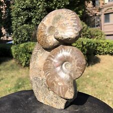 5.36LB Natural Beautiful Ammonite Fossil Conch Crystal Specimen Healing picture