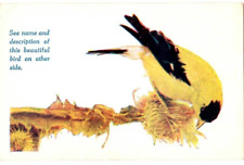 Postcard American Goldfinch Yellow  Magnificent Bird Pictures Series Successful picture