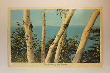 Postcard The Beauty Of The Birches Baldwin MI V21 picture