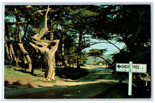 c1960's Old Monterey Cypress Patriarch Ghost Tree Pebble Beach CA Postcard picture