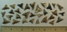 30 - Fossilized Hemipristis Shark Teeth from North Florida picture