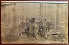 RPPC 4 Democrat Horses Asses Postcard Antique Early 1900’s picture