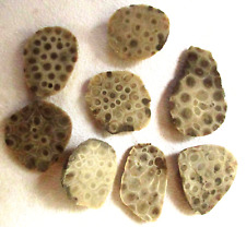 8 Petoskey Stone Slab - Hexagonaria - Coral Fossil - 162 Grams - Michigan - End picture