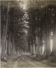 1860's PHOTO JAPAN BEATO? AVENUE OF PINE TREE NIKKO picture