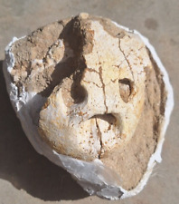 Rare Genuine Turtle Skull Fossils Reptile from Morocco Prihstoric Ancient Sea picture
