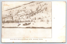 Wild Elk in Mountains East of St. Anthony Idaho Vintage Postcard Id picture