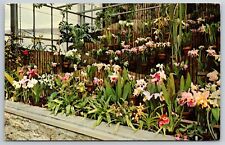 Postcard Conservatory Eden Park Orchid Display Cincinnati Ohio Oh Flower VTG picture