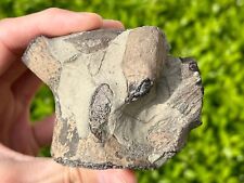 AWESOME Fossil Rooted Mosasaur Tooth on Mosasaur Vertebrae Texas Ozan Tylosaurus picture