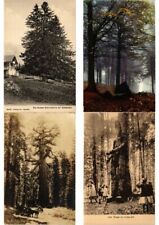 TREES TREES NATURE COLLECTION 65 Vintage Postcards Pre-1940 (L2898) picture