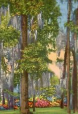 Vintage Linen Postcard Scenic Brookwood Park Valdosta Georgia GA Mountains Trees picture