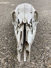 Wild Female White-Tailed Deer Doe Skull Unique Gift Natural Art Western Decor picture