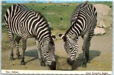 Postcard - Two Zebras, Lion Country Safari picture