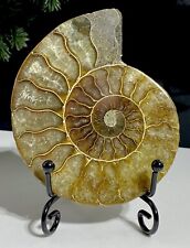 Large Top Quality Madagascan Crystal Formed Fossil 416 Million Year Old Ammonite picture