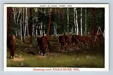Eagle River WI, Scenic Deer Greetings, Wisconsin Vintage Postcard picture