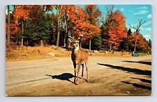 Deer Crossing Road 1950s Buck Chrome Postcard picture