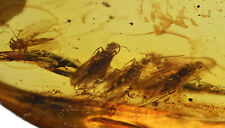 Detailed Swarm of Trichoptera (Caddisfly), Fossil inclusion in Burmese Amber picture