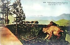Wildcat Point Lookout Mountain Cats Caught on Point Tennessee TN Postcard picture