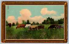 c1910s Cattle Cow Herd Art Farm Antique Postcard picture