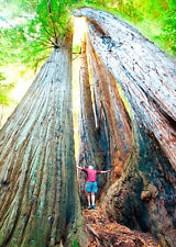 Coast Redwoods Postcard California - 3D Lenticular picture