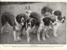 1930s Fun Saint Bernard Print Little Maiden Girl & Powerful Team 5468r picture